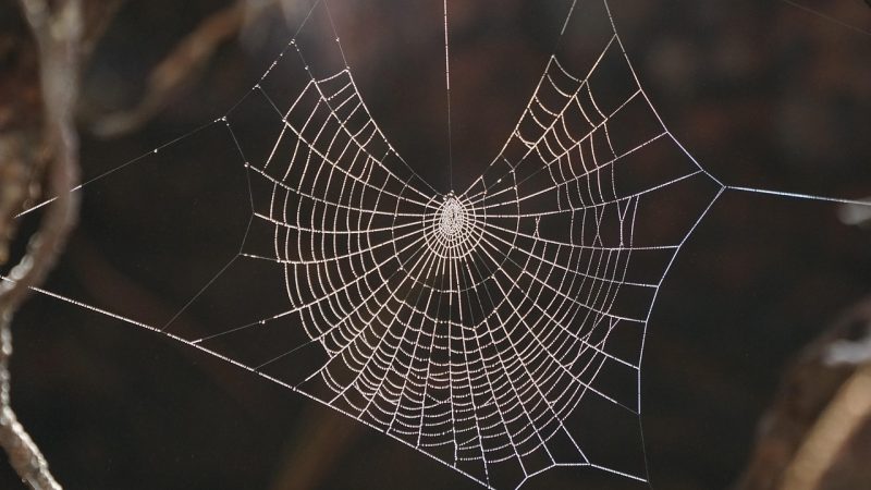 deepseek官网 把复杂的事,摊开成一张能读的桌面